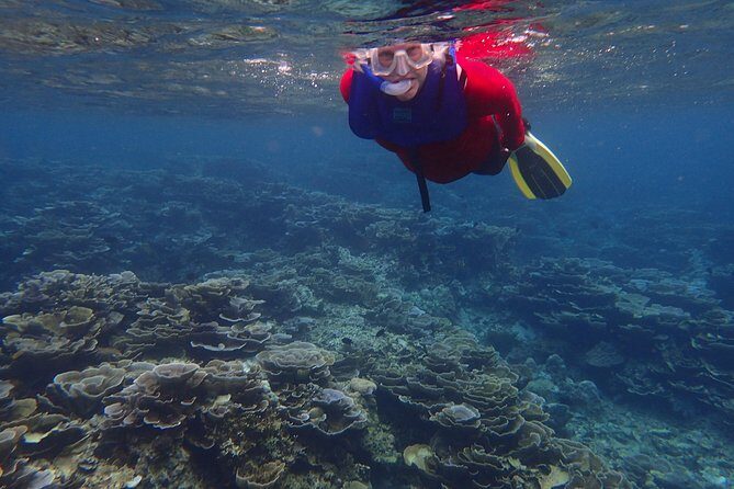 Anilao Snorkel Safari: Explore the Amazing Underwater World - How Does the Day Unfold?