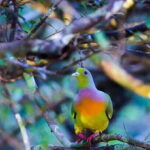 Anuradhapura: Full-Day Wilpattu National Park Private Safari - What to Expect in Detail