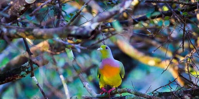 Anuradhapura: Full-Day Wilpattu National Park Private Safari - What to Expect in Detail