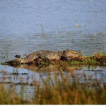 Anuradhapura: Morning or Evening Safari at Wilpattu -Private - Practical Details and Tips