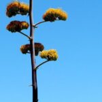 Apache Trail and Dolly Steamboat Van Tour - The Practicalities and Logistics