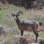 Apache Trail with Dolly Steamboat - Why This Tour Stands Out