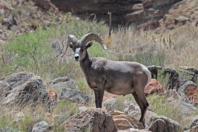 Apache Trail with Dolly Steamboat - Why This Tour Stands Out