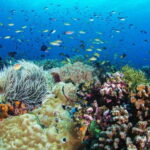 Apo Island Wonders: Snorkel with Sea Turtles in Dumaguete - Authentic Perspectives from Travelers