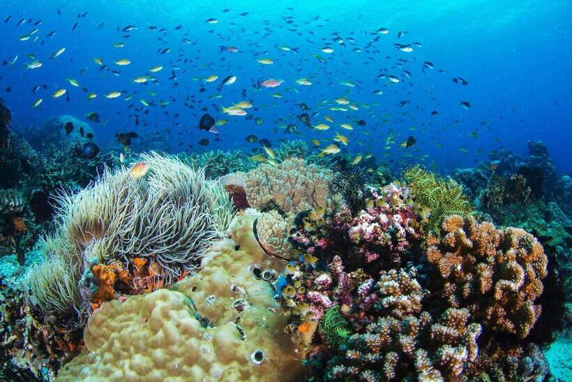 Apo Island Wonders: Snorkel with Sea Turtles in Dumaguete - Authentic Perspectives from Travelers