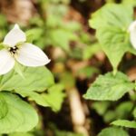 Appalachian Waterfalls Hike - FAQ