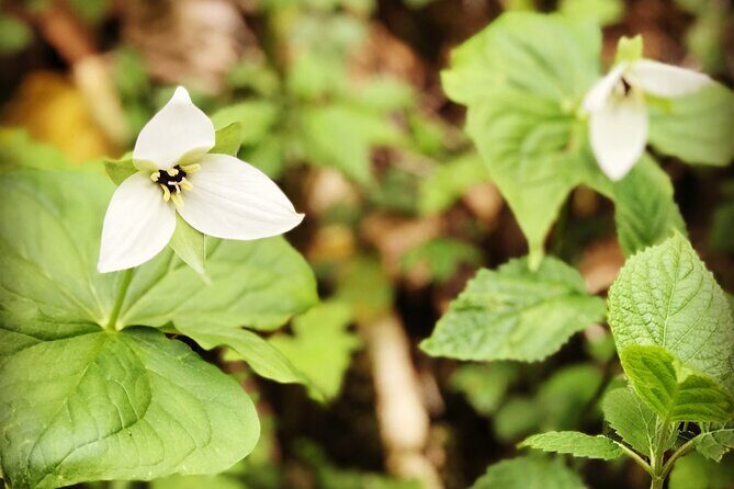 Appalachian Waterfalls Hike - FAQ
