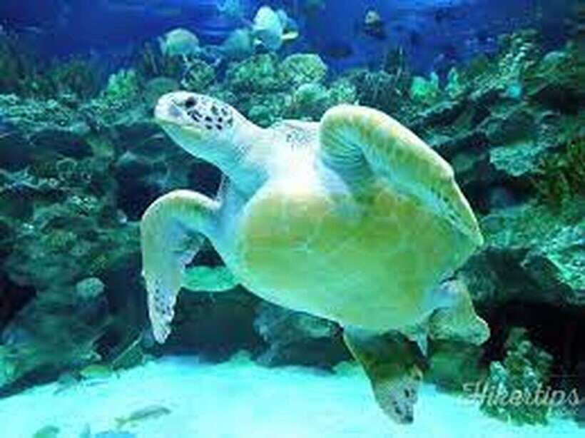 Aquarium KLCC, KL Tower, TRX, and PNB 118 Tour - Practical Details and Tips