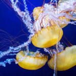 Aquarium of the Bay General Admission Ticket - Final Thoughts: Is It Worth Visiting?