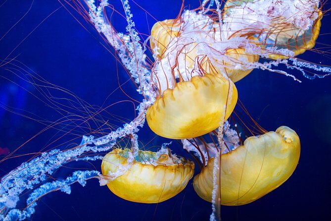 Aquarium of the Bay General Admission Ticket - Final Thoughts: Is It Worth Visiting?