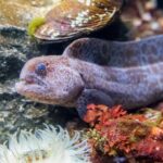 Aquarium of the Bay VIP Experience - Key Points