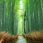 Arashiyama Highlights with Yuzen dyeing workshop - Who Will Love This Tour?