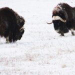 Arctic Day: Yukon Wildlife Half Day Viewing Tour - Who Will Love This Tour?