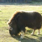 Arctic Day: Yukon Wildlife & Hot Springs Tour | half day - Final Thoughts