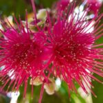 Areca Plantation Walk & Heritage Home visit at Areca County - Possible Drawbacks