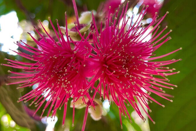 Areca Plantation Walk & Heritage Home visit at Areca County - Possible Drawbacks