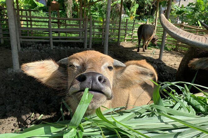 Aroidees Farm-Fresh Thai Cooking Experience - What’s Included in the Experience?