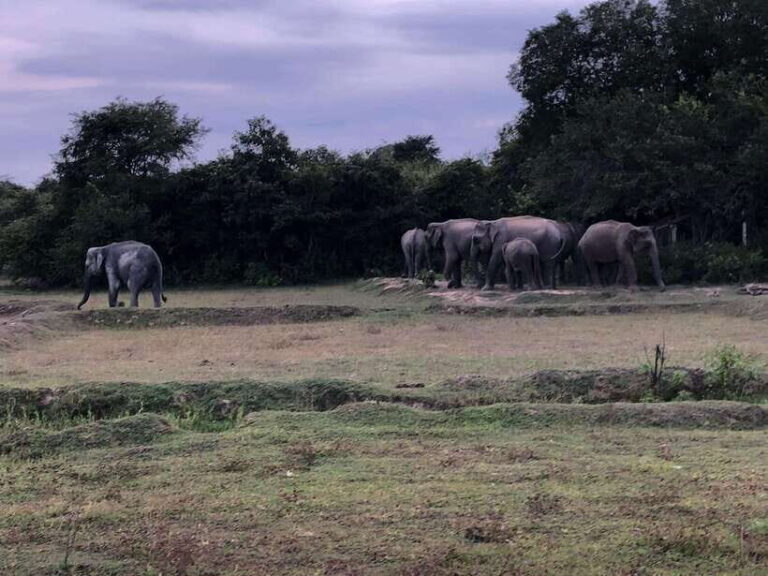 Arugam Bay: All Inclusive Kumana National Park 4x4 Safari - Who Should Consider This Safari?