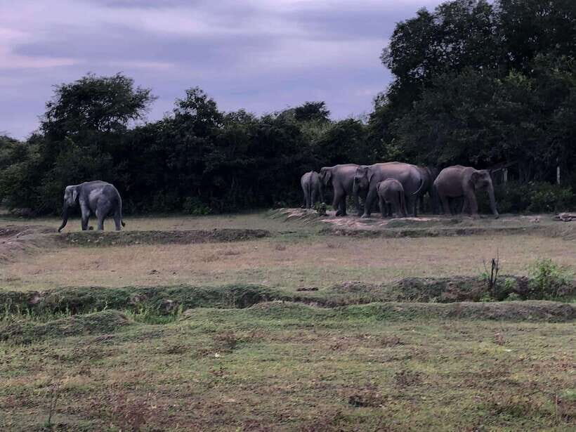 Arugam Bay: All Inclusive Kumana National Park 4x4 Safari - Who Should Consider This Safari?