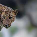 Arugam Bay: Yala Safari & DropOff in Ella - Safari + Transit - An Honest Breakdown of the Experience