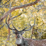 Arugambay to Yala: Wild Safari + Drop-off Flexibility - Who Is This Tour Best For?