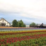 Asahiyama Zoo, Aoiike, Farm Tomita, Ningle Terrace (from Sapporo) - The Value of a Private, Customizable Experience