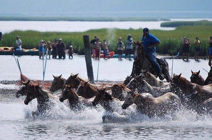 Assateague Island Kayak Tours and Ponies Experience - What We Love About the Tour