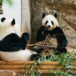 Atlanta: Zoo Atlanta General Admission Ticket - Who Will Love This Experience?