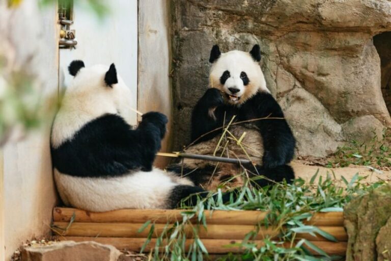 Atlanta: Zoo Atlanta General Admission Ticket - Who Will Love This Experience?