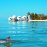 Avi's Premium Dolphin Tour by Jet Ski - Exploring the 10,000 Islands and Mangroves