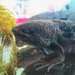 Axolotl Tour from CDMX - A Deep Dive Into the Axolotl Tour Experience