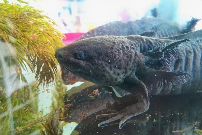 Axolotl Tour from CDMX - A Deep Dive Into the Axolotl Tour Experience