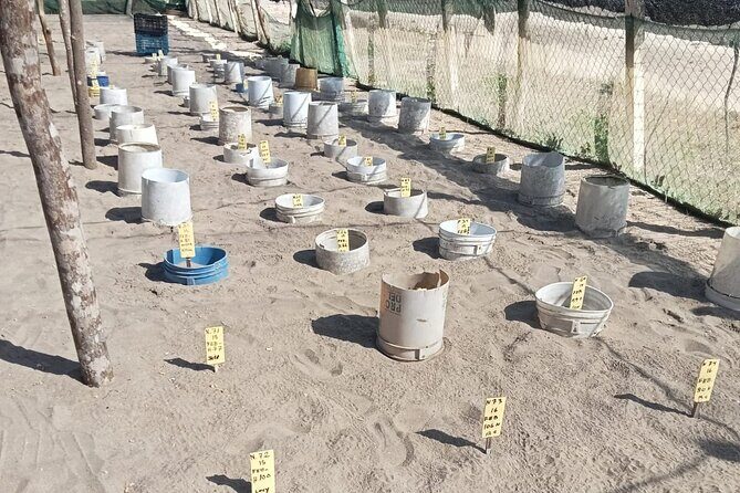 Baby Sea Turtle Releasing Sightseeing Tour with Luis de la Maza - Who Will Appreciate This Tour?