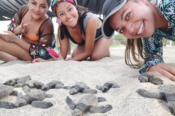 Baby Turtle Release - Who Should Consider This Tour?