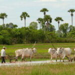 Back to Basics: Siem Reap Village Tour in Cambodia - A Closer Look at the Siem Reap Village Tour