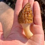 Backcountry Eats & Foraging Treats - Authentic Experiences and Traveler Feedback