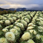 Baguio Atok Flower Blossoms (Private Tour) - Whats Included and Why It Matters