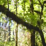 Bainbridge Island Serenity Forest Hike & Cultural Landmarks Tour - The Sum Up: Is It Worth Your Time and Money?