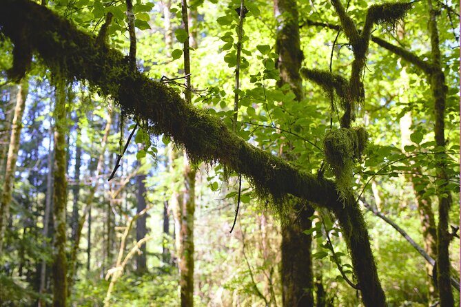 Bainbridge Island Serenity Forest Hike & Cultural Landmarks Tour - The Sum Up: Is It Worth Your Time and Money?