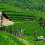 Bali: Bedugul Lake Temple, Banyumala Waterfall, UNESCO Rice Field - Authentic Experiences and Practical Tips