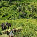 Bali Discovery Tour With Village And Temple - Who Will Love This Tour?