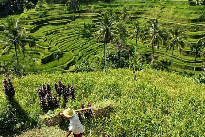 Bali Discovery Tour With Village And Temple - Who Will Love This Tour?