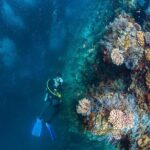 Bali Diving Day Trip-Manta Point/Tulamben Shipwreck-Fun Dive - Final Thoughts