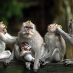 Bali Full Day Tour: Highlights of Ubud and Hidden Waterfall - Walking Through Tegalalang Rice Terrace