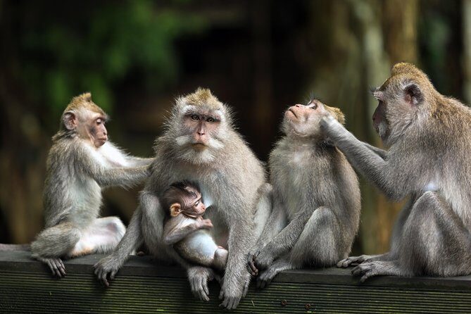 Bali Full Day Tour: Highlights of Ubud and Hidden Waterfall - Walking Through Tegalalang Rice Terrace