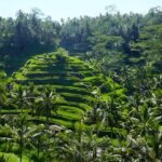 Bali Half Day-Tour: Ubud Night Trip Packages - Why Choose This Tour?