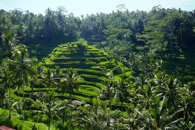 Bali Half Day-Tour: Ubud Night Trip Packages - Why Choose This Tour?