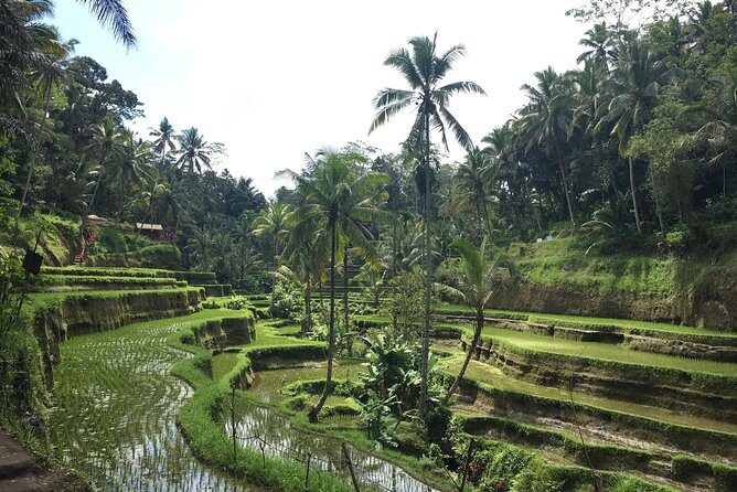 Bali Individual Route With Private English Speaking Driver - Authentic Experiences and Traveler Insights
