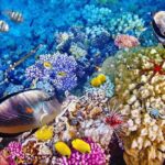 Bali Menjangan Island Snorkeling Day Tour - The Sum Up