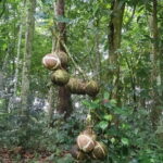 Bali Private Mystic Death Tour In Trunyan - Exploring Trunyan Cemetery: A Different Approach to Death